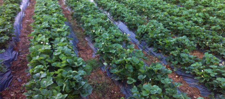 Çilek Bahçesi Uygulamaları – Konya Selahaddin Köyü