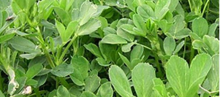 Bilensoy80 Yonca Tohumu Özellikleri