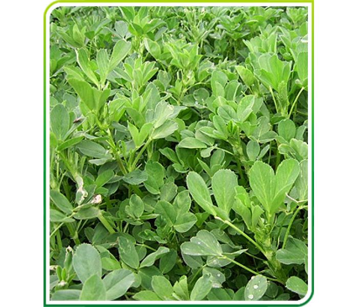 Yonca Tohumu Bilensoy