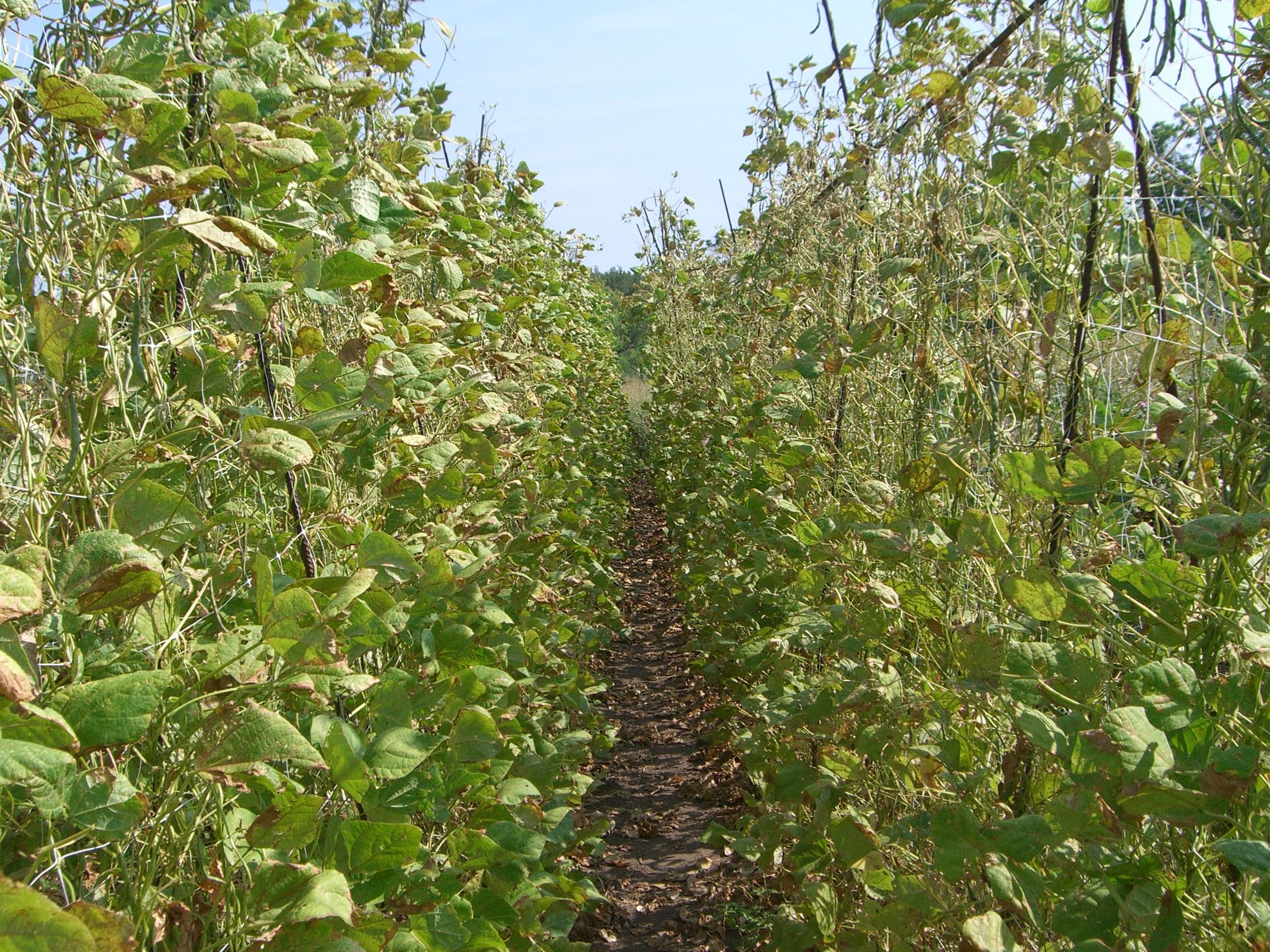 fasulye-tohumu-toprak-hazirligi