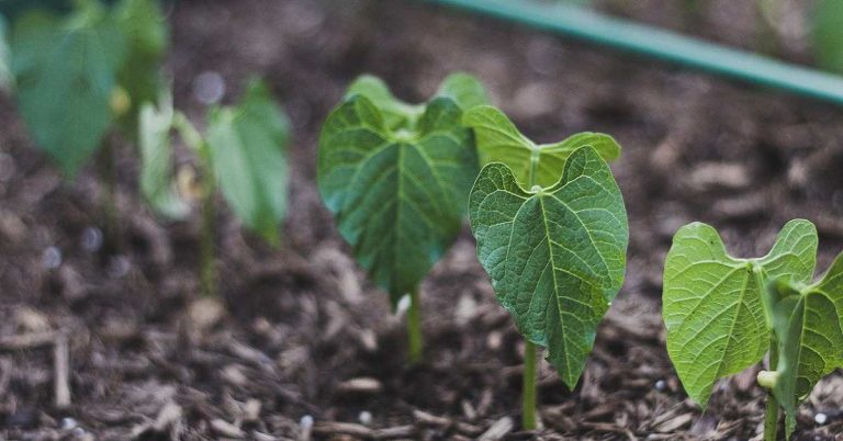 Fasulye Toprak Hazırlığı