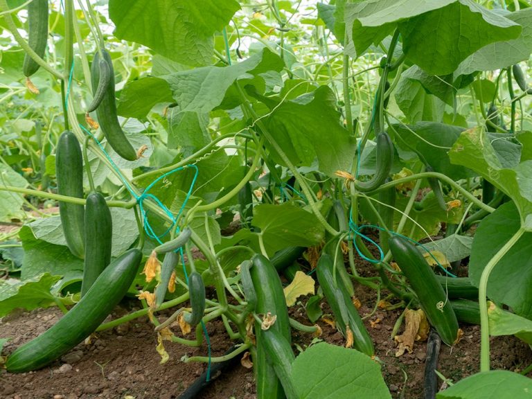 Salatalık Yetiştiriciliği