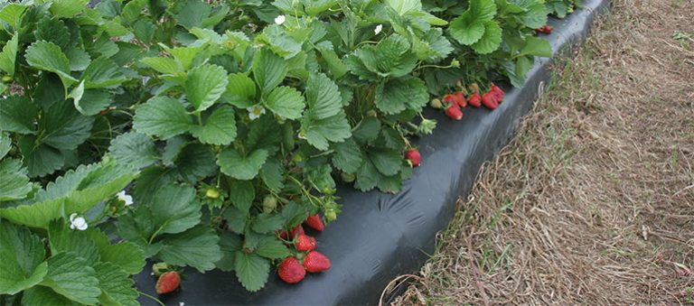 Çilek Fidesi Yetiştiriciliğinde Gübreleme