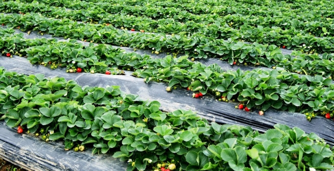 Çilek Yetiştiriciliğinde Sulama