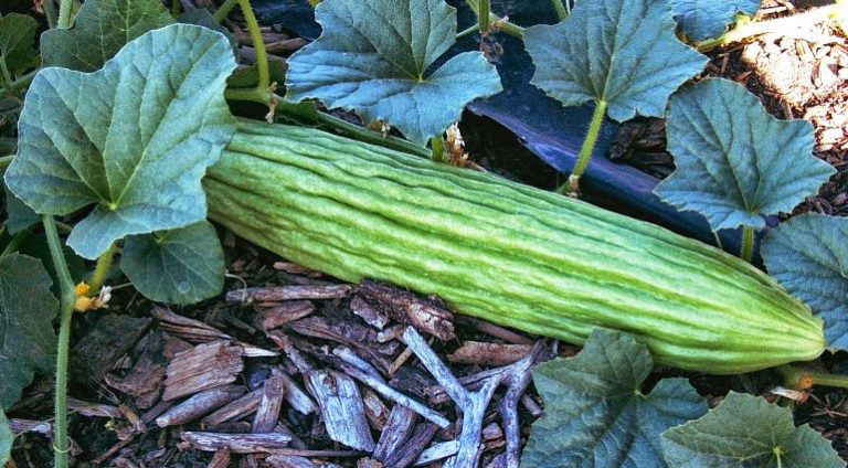 Acur Yetiştiriciliği