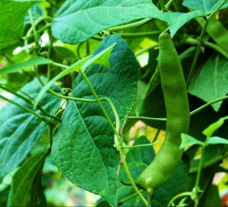 Fasulye Yetiştiriciliği