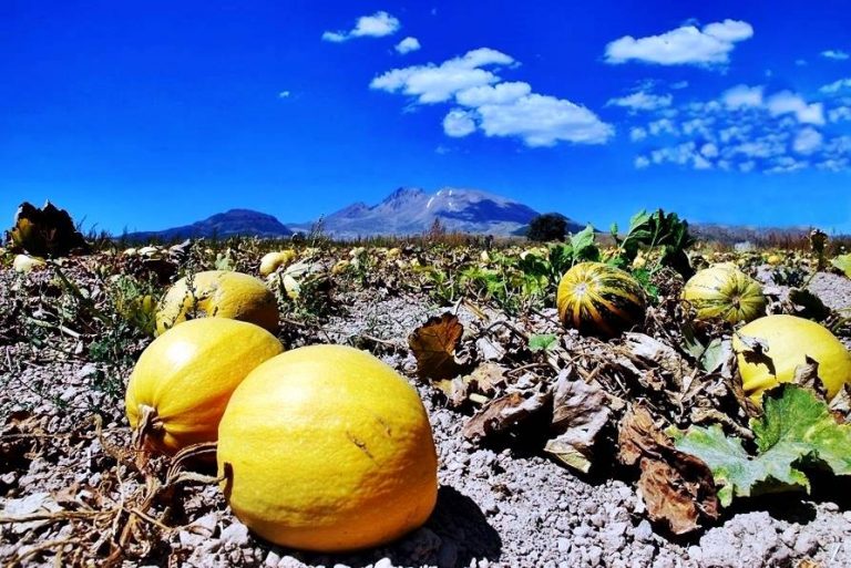 Çerezlik Kabak Yetiştiriciliği