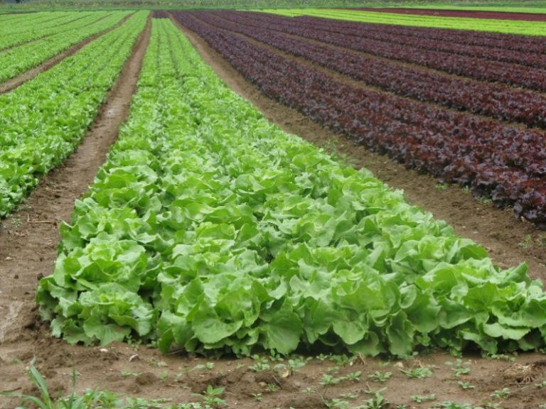 Marul Yetiştiriciliğinde Ekolojik İstek