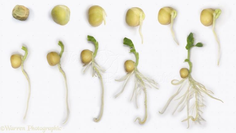 Bezelye Tohumu Nasıl Çimlenmektedir?