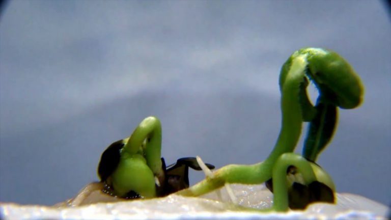 Tohumlarda Yaşam Süresi