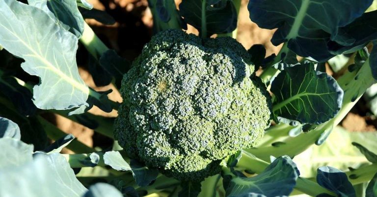 Brokoli İklim İstekleri