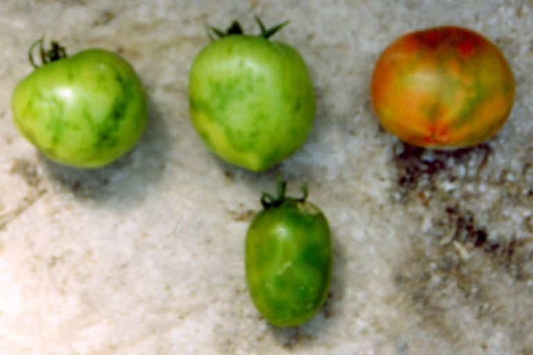 Domates Hastalıkları