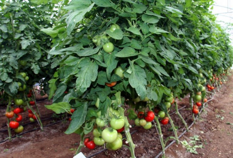 Domates Tarımı