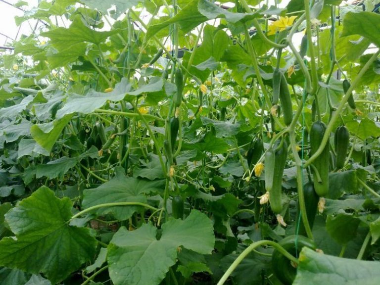 Hıyar Toprak İsteği