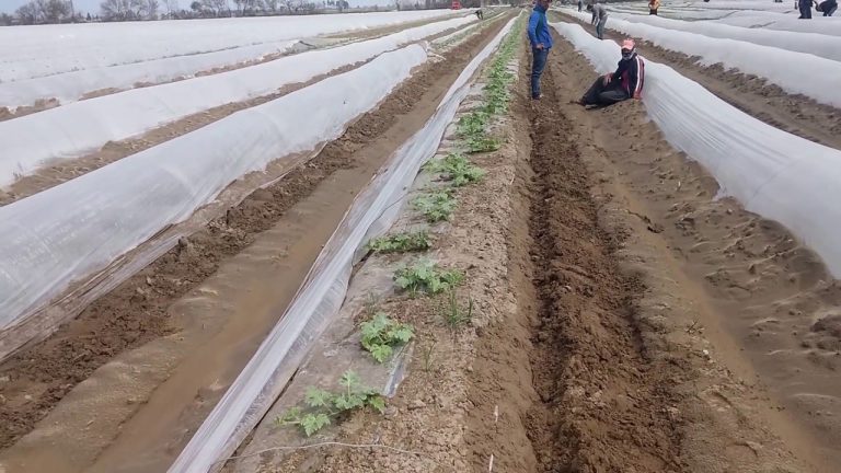 Alçak Plastik Tünellerde Karpuz Yetiştiriciliği