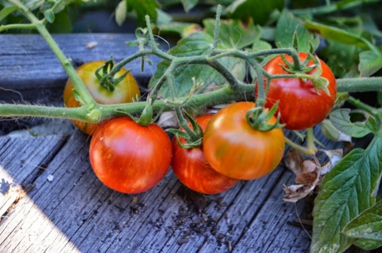 Domates Işık İsteği