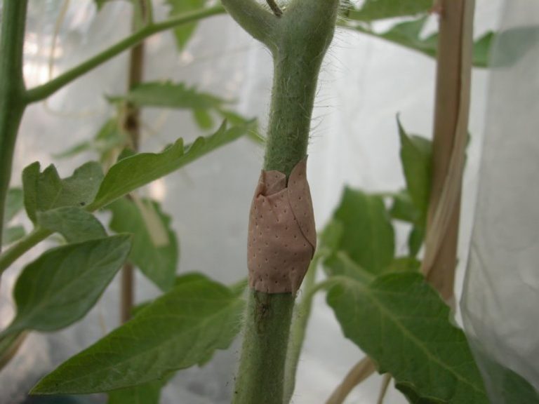 Domates Yetiştiriciliğinde Uç Alma