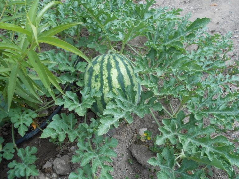 Karpuz Yetiştiriciliğinde Sulama