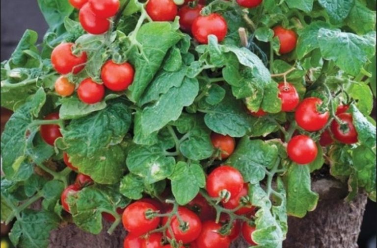 Domates Tohumu Özellikleri