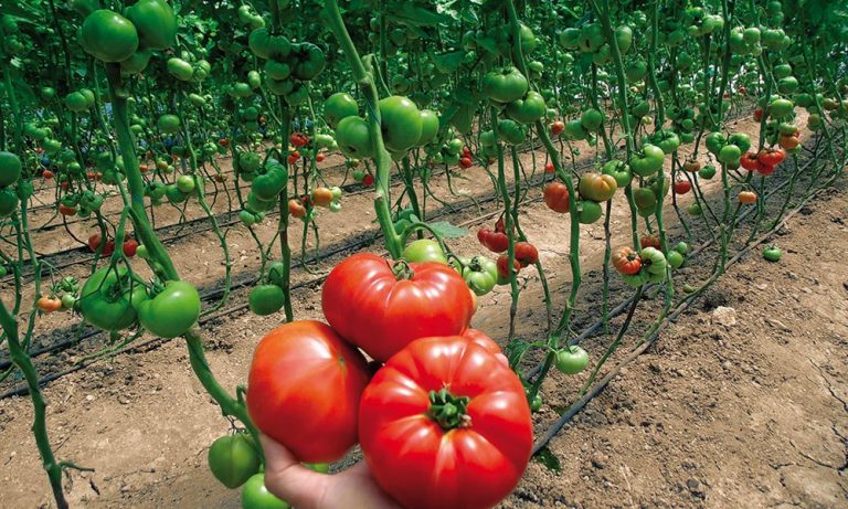 Domates Yetiştiriciliğinde Koltuk Alma