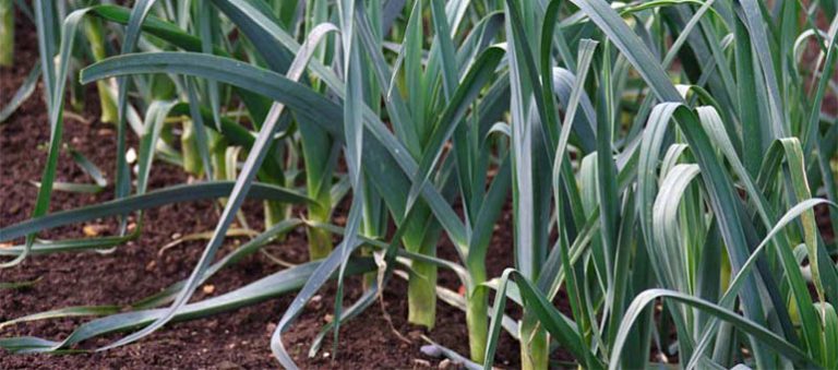 Pırasanın İklim İstekleri