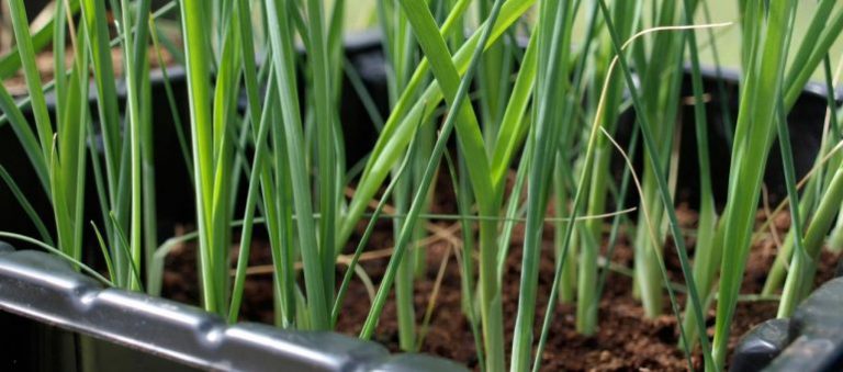 Pırasalarda Olgunluk, Hasat Ve Depolama