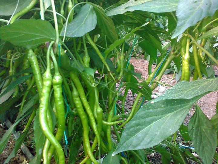 Biber Toprak İsteği