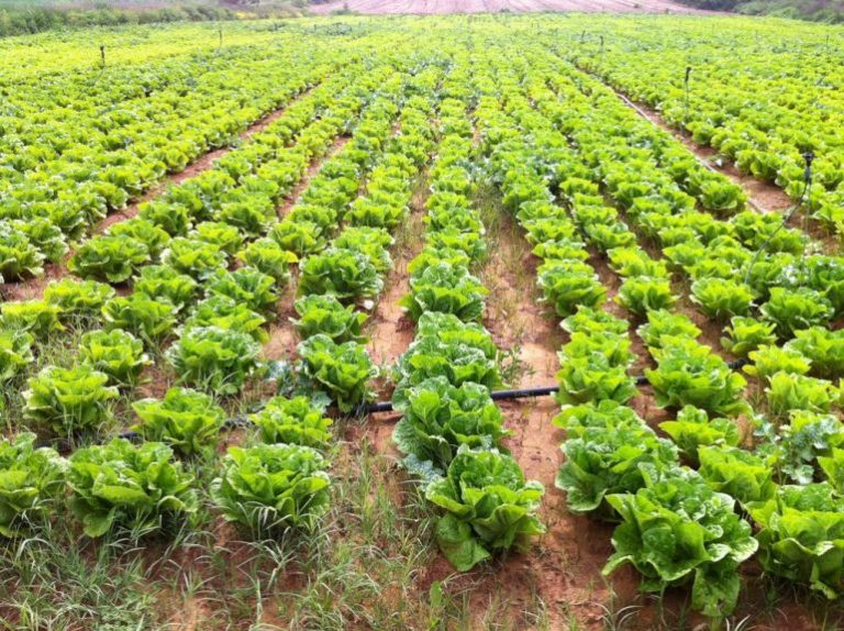 Marul Toprak İsteği