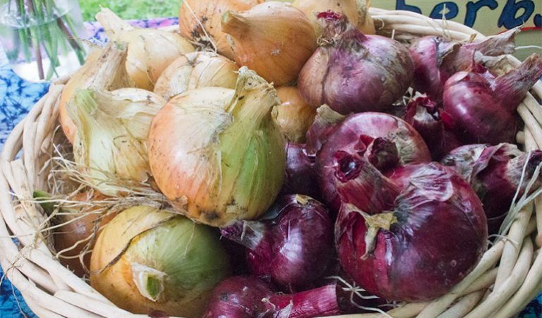 Soğanın Toprak İstekleri