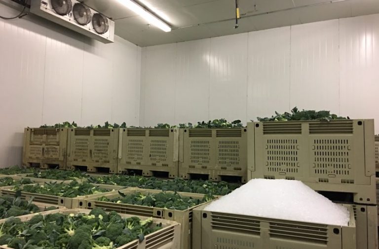 Brokolide Olgunluk Hasat ve Depolama