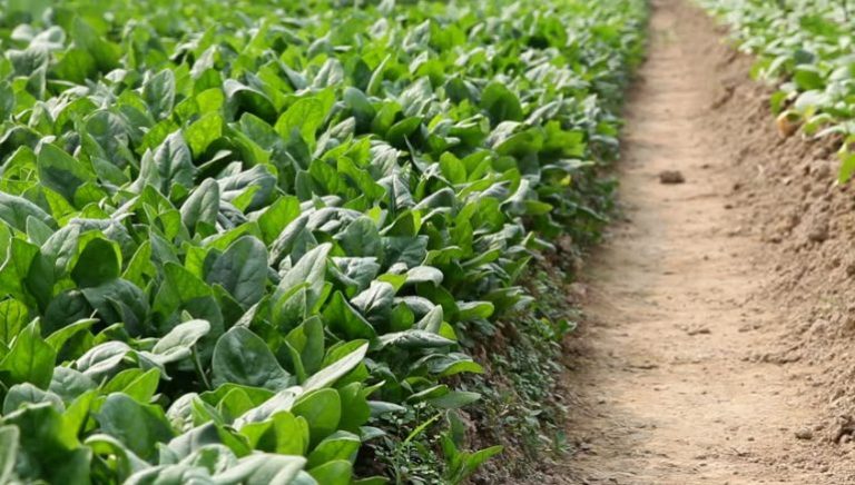 Ispanakta Tohum ve Çimlenme Özellikleri