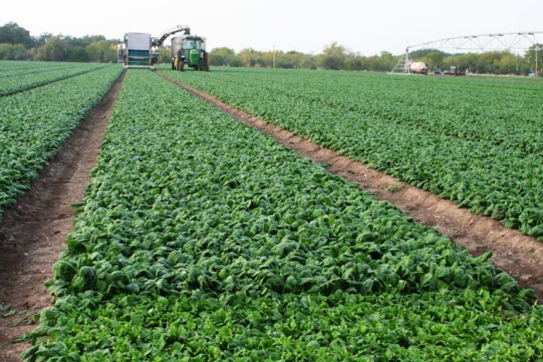 Ispanakta Antraknoz Hastalığı