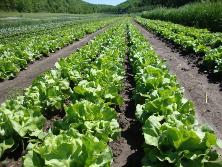 Marul Tohumu ve Çimlenme Özellikleri