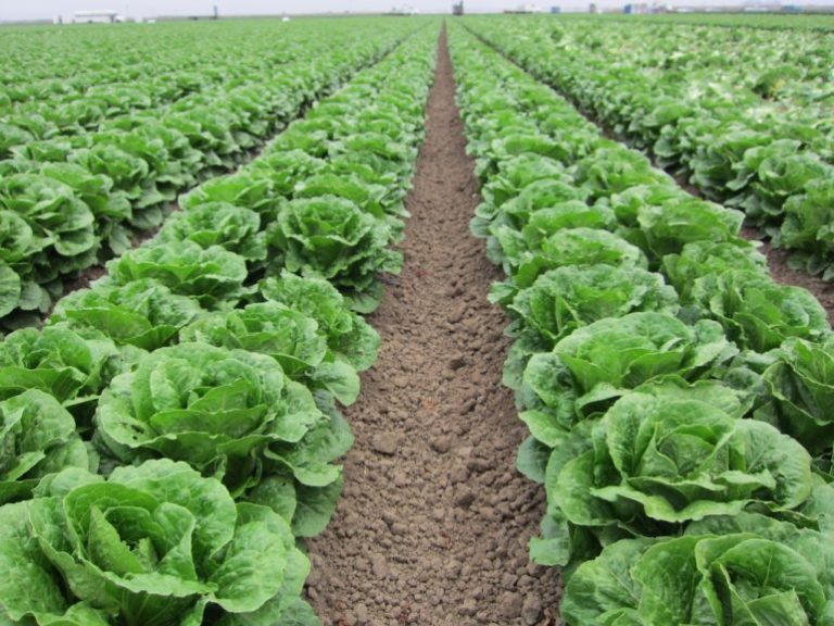 Marul Toprak Hazırlığı Ekim ve Dikim