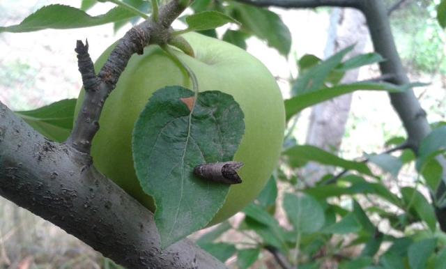Bazı Bitkisel İnsektisitlerin Özellikleri