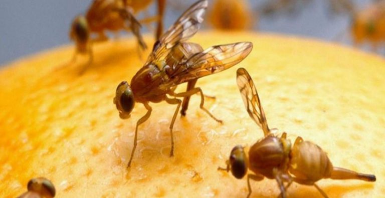 Akdeniz Meyve Sineği ve Mücadele