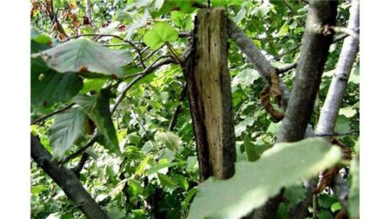 Fındık Dalkıran ve Mücadele