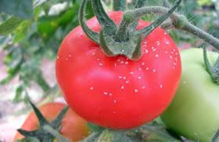 Domateste Beyaz Sinek İlacı