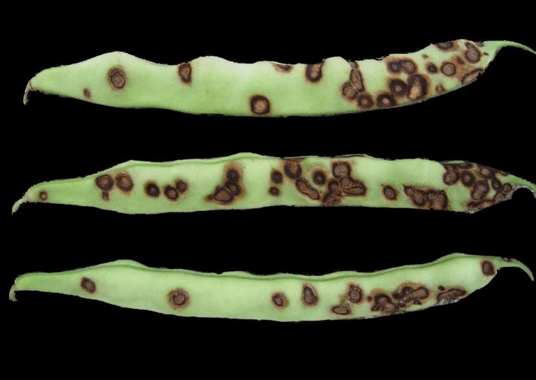 Fasulyede Antraknoz Hastalığıyla Mücadele