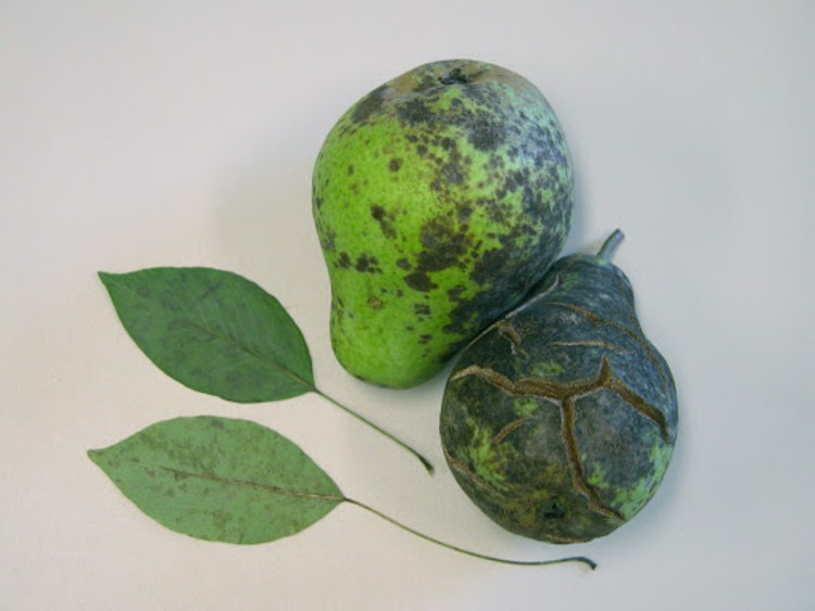 Armutta Kara Leke İlacı