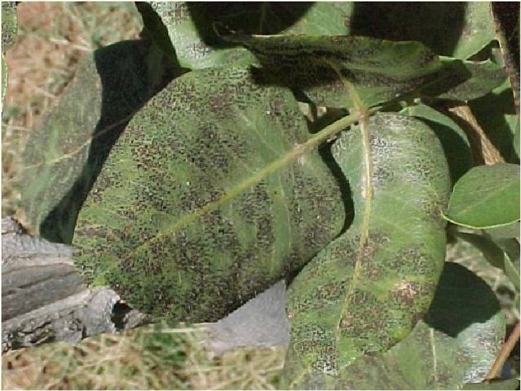 Karazenk ve İlaçları