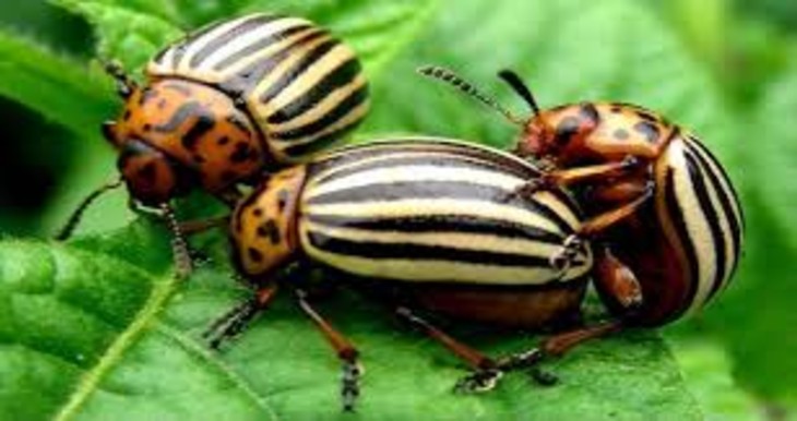 Patates Böceği ve İlaçları