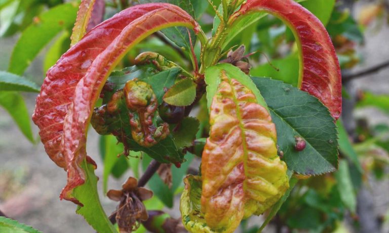 Şeftalide Monilya ve İlaçları