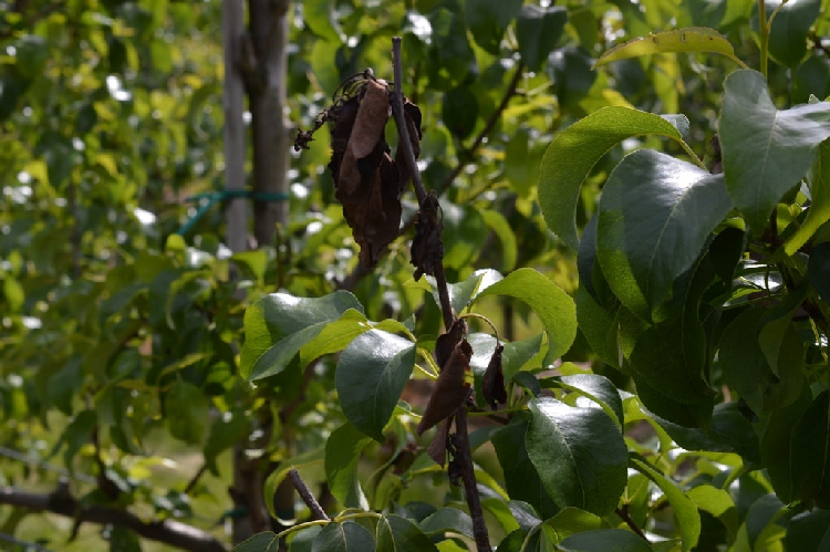 Armutta Ateş Yanıklığı ve İlaçları