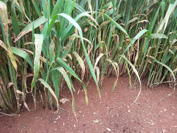 Arpada Yaprak Lekesi