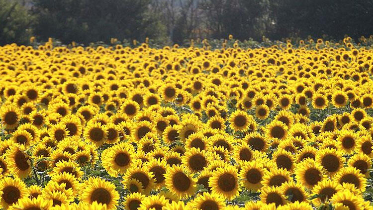 Ayçiçeği Külleme İlacı