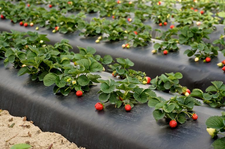 Çilekte Yaprak Biti İlacı