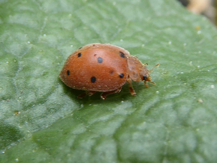 Karpuz Telli Böceği