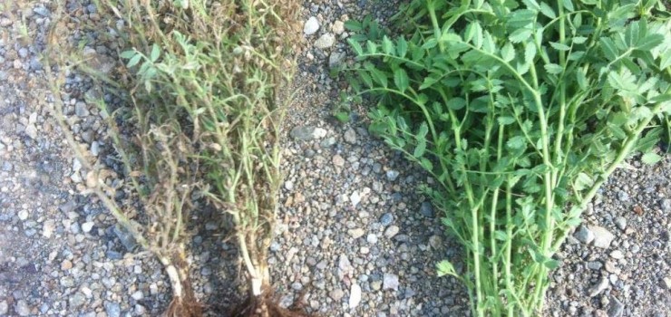 Nohut Sineği ve İlaçları