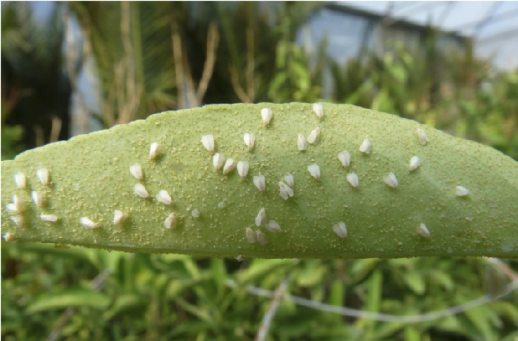 Patateste Beyaz Sinek ve İlaçları